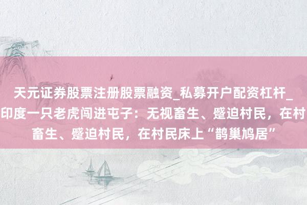 天元证券股票注册股票融资_私募开户配资杠杆_股票个股技术分析 印度一只老虎闯进屯子：无视畜生、蹙迫村民，在村民床上“鹊巢鸠居”