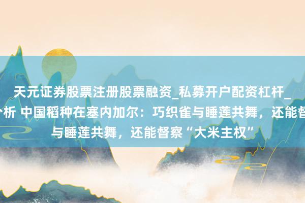 天元证券股票注册股票融资_私募开户配资杠杆_股票个股技术分析 中国稻种在塞内加尔：巧织雀与睡莲共舞，还能督察“大米主权”